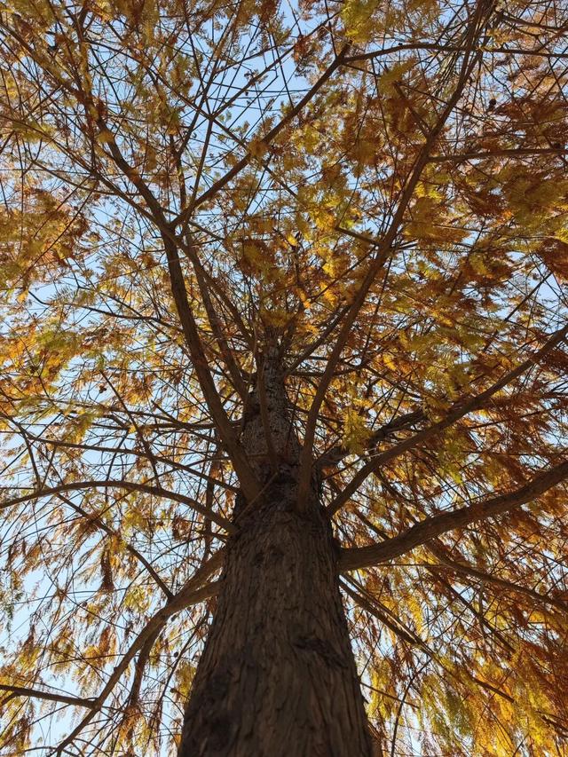 大寒游清城：红杉、花海、甜果，品尽冬日三味