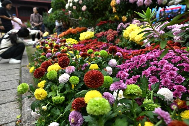 福建福州：4万余盆菊花展出