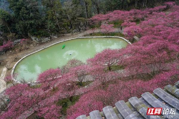 【赴春之约】晨雾漫过青瓦，胭红缀满春山