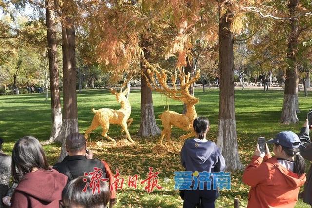 一年四季 泉在济南丨五龙潭水杉林现“银杏鹿”，落叶巧变打卡美景