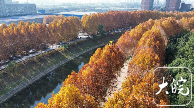 合肥冬日绝美画卷！满城“金色法桐”邀您共赏