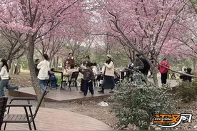 百亩樱花迎春绽放 浅山游人如织图片