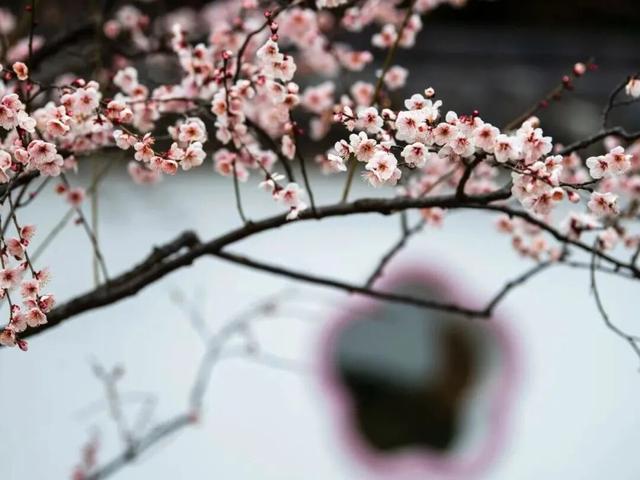 读懂无锡：无锡市花有两种，你知道吗？
