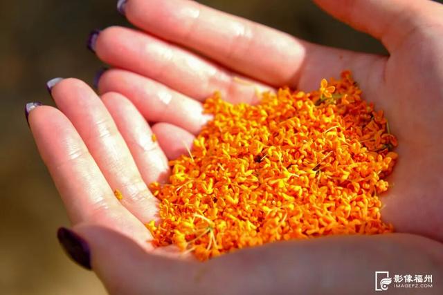 最佳观赏期！福州满城都是！但千万别吃……