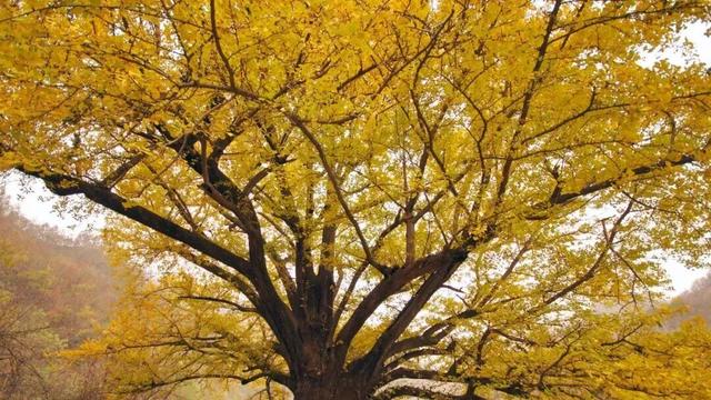 “刷爆”洛阳人朋友圈的金色，谁看谁心动～