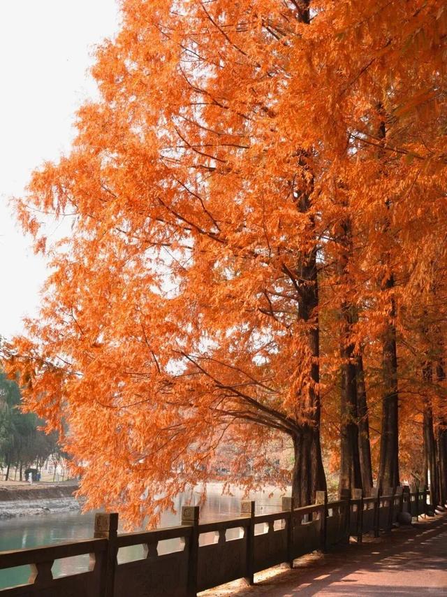 别错过，成都公园里的绝美冬景！