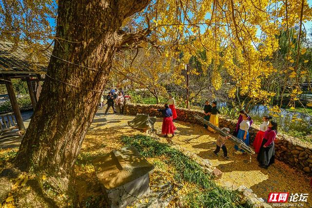 岁暖时刻丨一树千年金，解锁湖南冬日最美打开方式