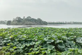 河南淮滨：夏日醉美淮河畔 游人如织花海绚图片