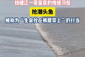 钱塘江一带居民的传统习俗：抢潮头鱼，被称为“生命拴在裤腰带上”的行当。图片