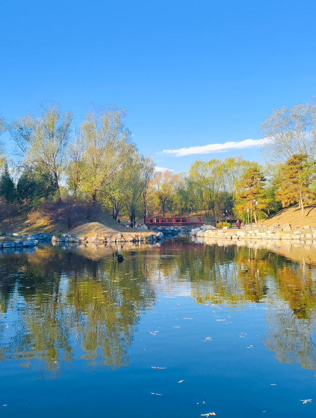 动静皆是景！踏进圆明园的冬日画卷