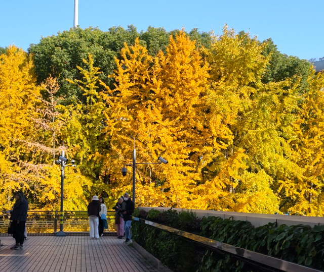 美到犯规！藏在静安深处的秋冬打卡地图上线丨静宝聊天室