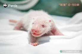 “妹猪”国庆假期将与游客见面！看“妹猪”百天变身过程→图片