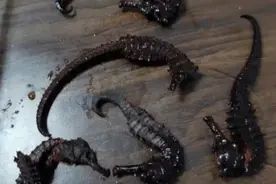 好气又好笑！男子自制药酒，2年后才发现泡的竟然是塑料图片