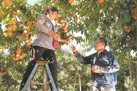 北京平谷：桃林深处说丰年图片