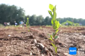 白沙实施油茶鲜果保价收购奖励图片