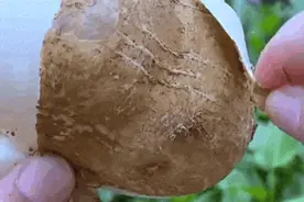 这东西有毒！千万别吃！温州很常见→图片