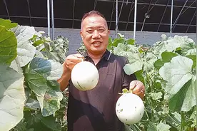 甜瓜喜获丰收图片