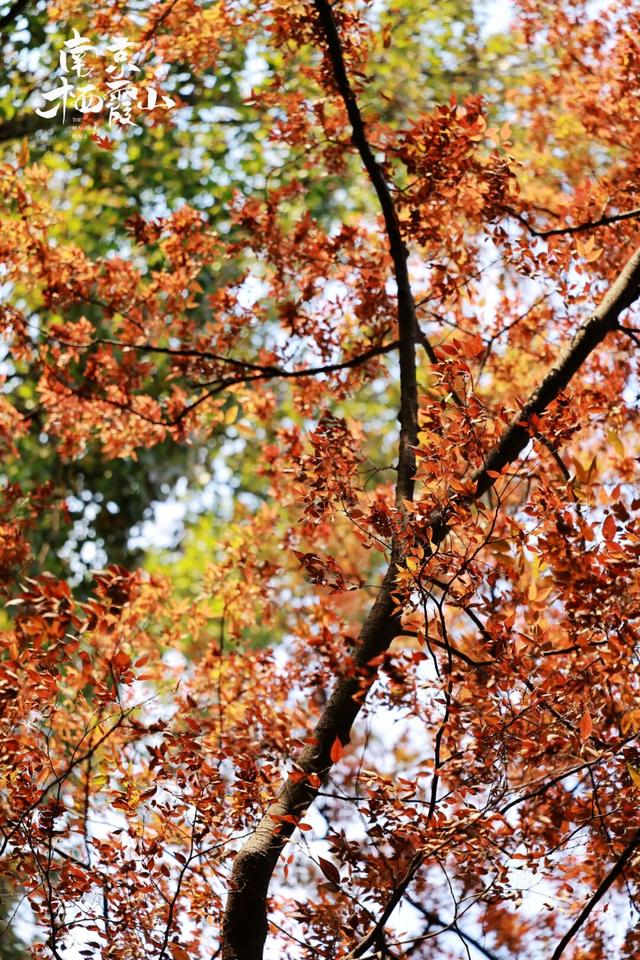 “党建红”点亮“枫”景丨栖霞山 “红枫护卫队” 上线！