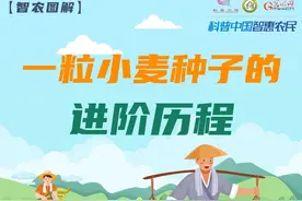 一粒小麦种子的进阶历程图片