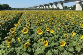 到南沙横沥，来一场奔赴向日葵花海的旅行图片