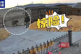 自卫若失手打死老虎违法吗？人被咬伤门被撞坏找谁赔？律师详解图片