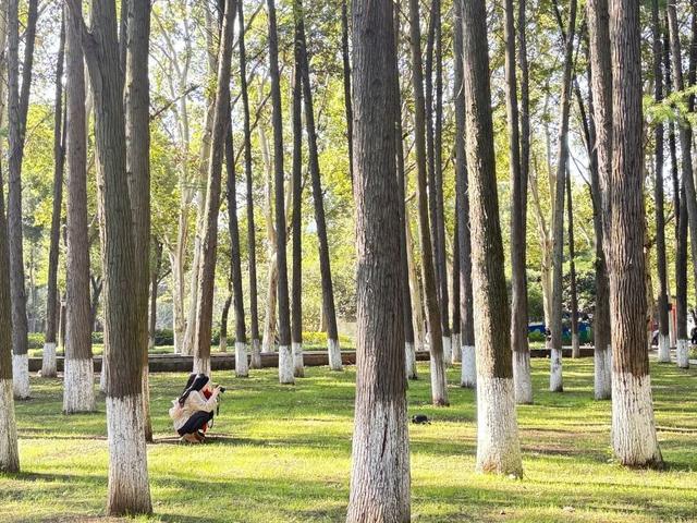 多元景观+消费新场景，武汉花式赏秋氛围感拉满