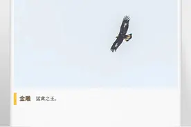 湖湘自然历丨霜天猛禽⑩《神雕侠侣》中的雕，有多凶猛图片