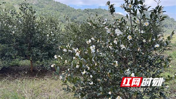 江永：冬日暖阳 山茶花盛开