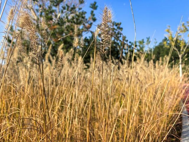 目前处于试开园阶段！占地超300亩！通州新添一个超美大公园！