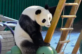 （新华视界）辽宁沈阳：大熊猫雪后小憩图片