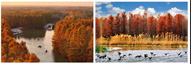 请查收美图！这么美的奉贤，你见过吗？