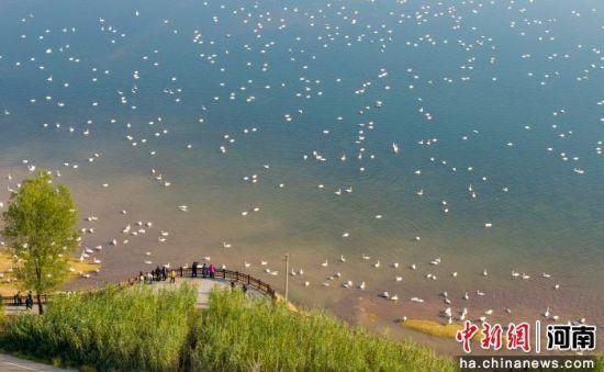 河南三门峡：天鹅黄河湿地越冬 勾画冬日生态美景