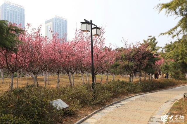 梅花绽放春意浓 游人如织景怡人 泰安高新区凤凰河公园成为春日休闲好去处