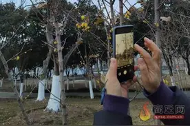 日月湖景区蜡梅花开醉游人图片