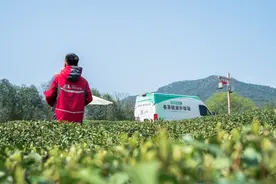 省内最快当日达、跨省次晨达 京东物流2024春茶寄递再提速图片