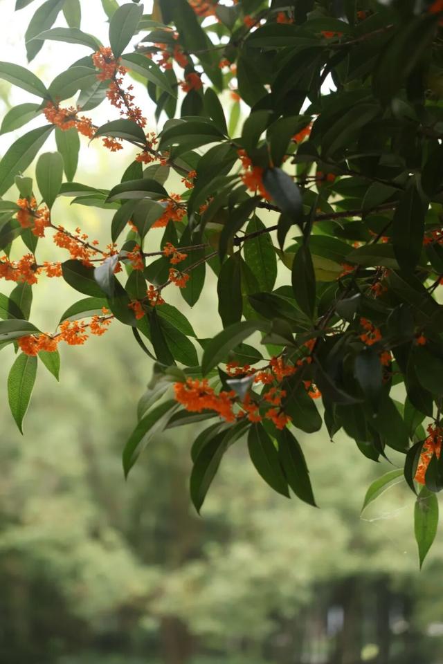 点 击 ↑ 看莲都的秋天