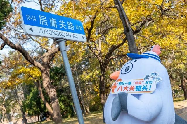 治愈天花板！快来“鸥”遇冬日山东