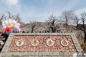 组图|“杏”好遇见你 蒙阴县大洼百年杏园花开正好图片