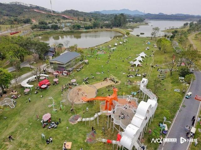 大雪节气后花城现花海！马岭观花植物园80亩三角梅盛花迎客