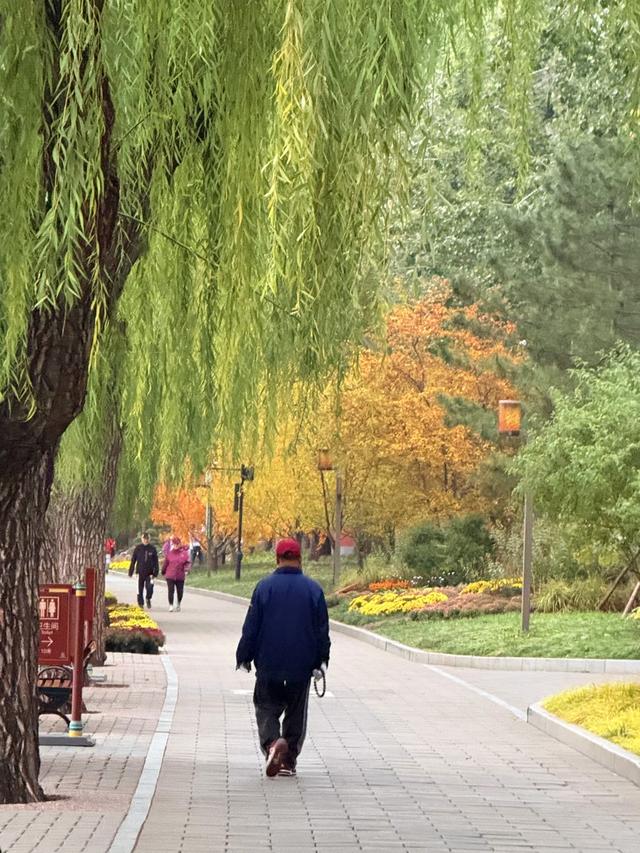 秋日清晨的北京，色彩饱和度拉满！