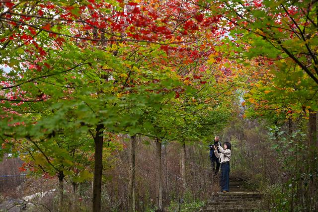 镜鉴｜定格美丽重庆：深秋已至 渝北云龟山红枫滴艳