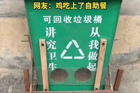 网友把垃圾桶改装成自动喂食器，只防自家仓鼠不防鸡，网友：鸡吃上了自助餐图片