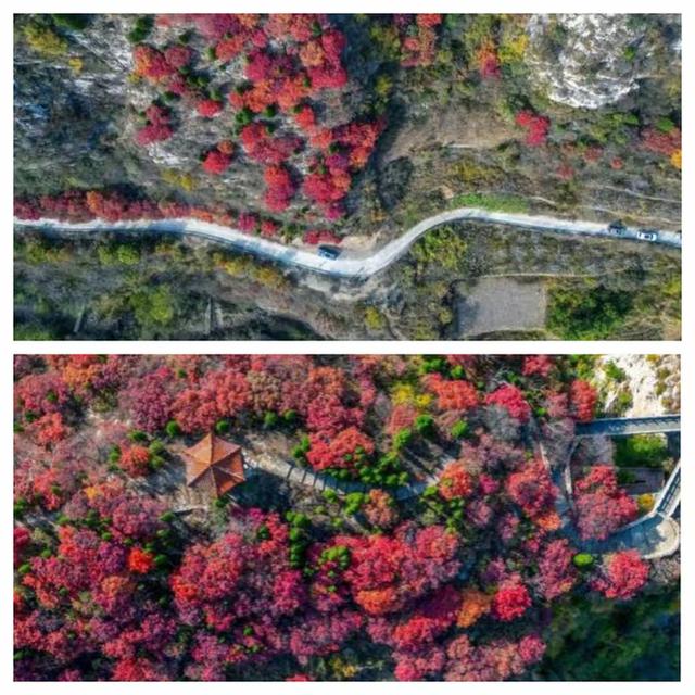 “泉”在济南享金秋——“一城山色·登山打卡”带你来赏红叶啦！