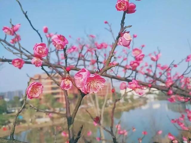 抓紧去打卡，这些地方的梅花开了