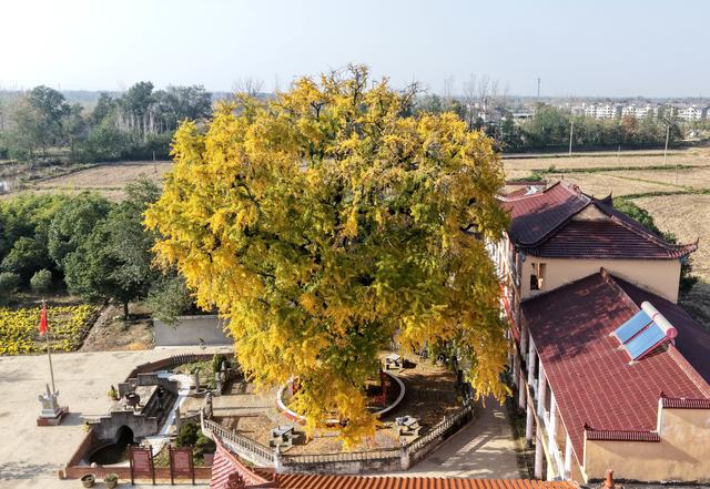 巢湖千年古银杏披上“黄金甲”