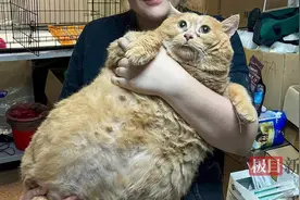 “世界上最胖的猫”去世：体重最重时达34斤，曾因太胖而无法行走图片
