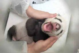 俄罗斯莫斯科动物园：熊猫幼崽健康状况良好，有可能在5天后睁眼图片