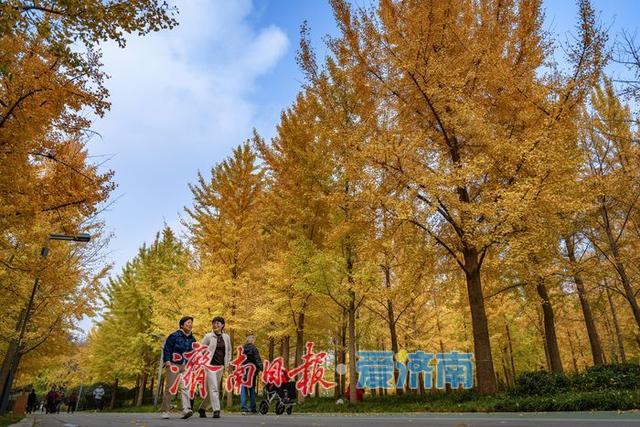 一年四季 泉在济南丨济南森林公园银杏林满目金黄如诗如画