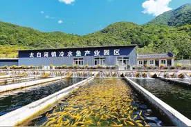 宝鸡：养殖冷水鱼 带出“热产业”图片