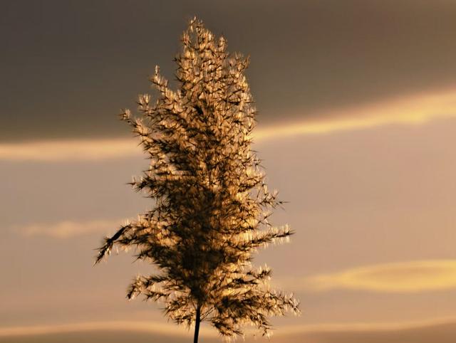 什刹海西海湿地：初冬绝美自然画卷